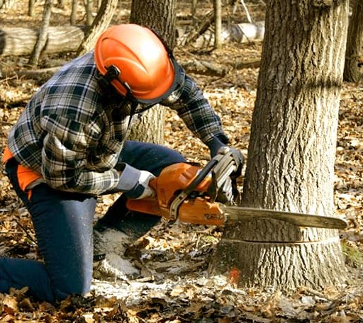 Tree Removal in Paron, AR